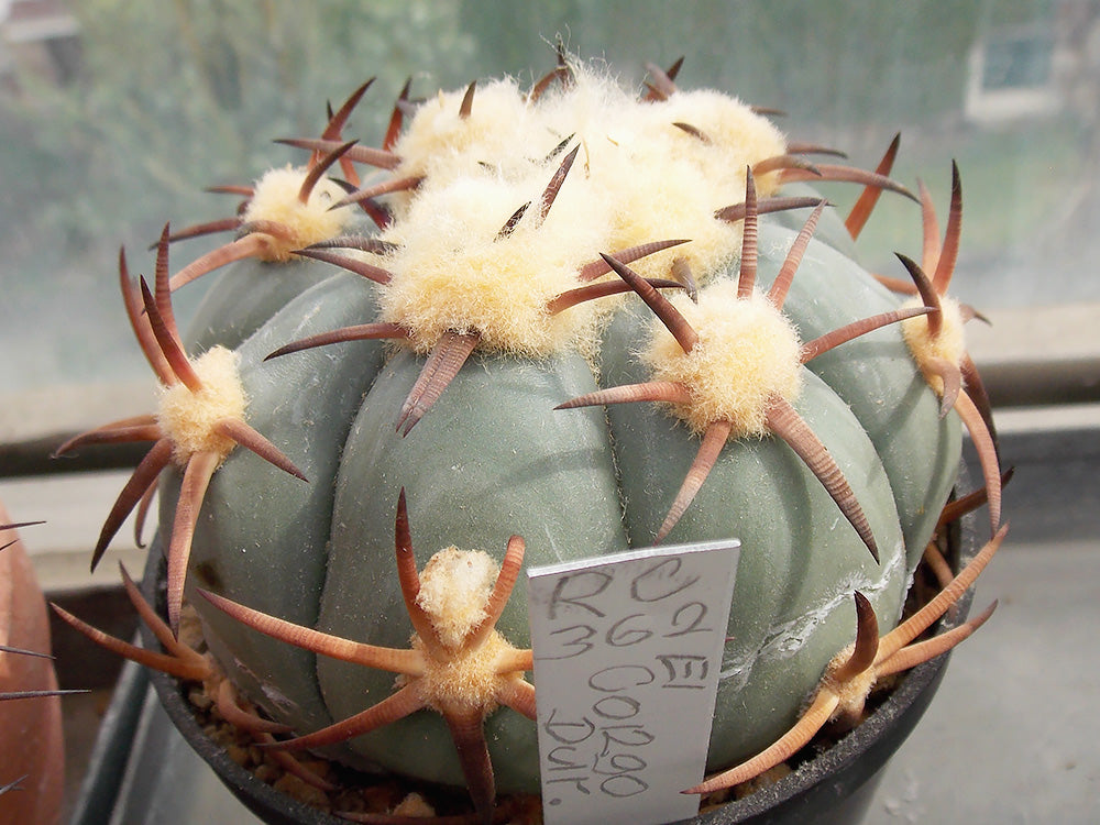 Echinocactus horizonthalonius RC 362 El Congo, Dur - 10 seeds
