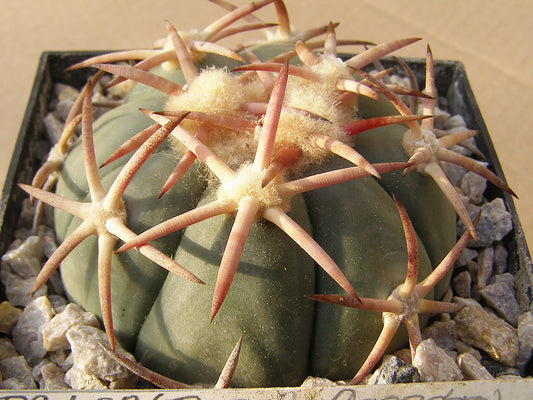 Echinocactus horizonthalonius RC 403 Los Alamos, Dur – 10 seeds