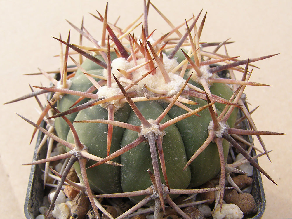 Echinocactus horizonthalonius RC 428 San Francisco, SLP – 10 seeds