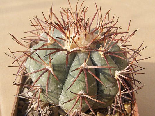 Echinocactus horizonthalonius RC 46 San Miguel, Zac - 10 seeds