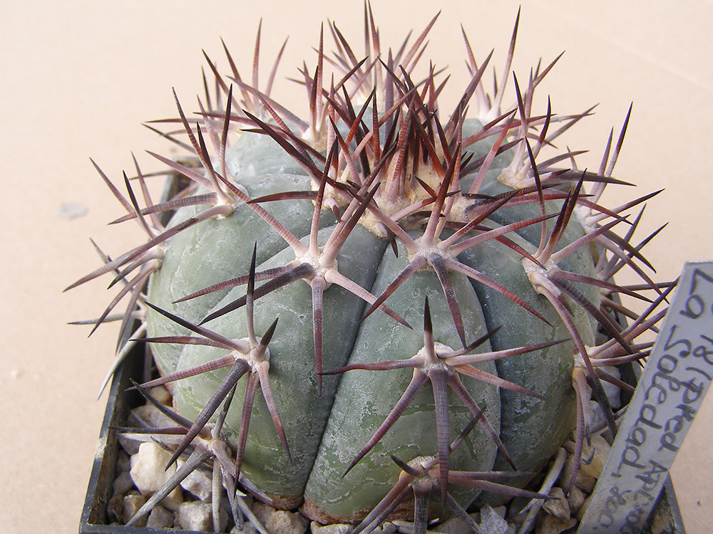 Echinocactus horizonthalonius RC 48 La Soledad, Zac - 10 seeds