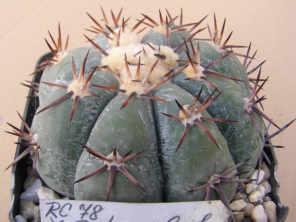 Echinocactus horizonthalonius RC 78 Zapateros, Coah – 10 seeds