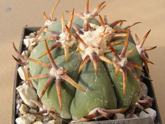 Echinocactus horizonthalonius RC 88 Est. De Chupaderos (La Casita), Zac – 10 seeds