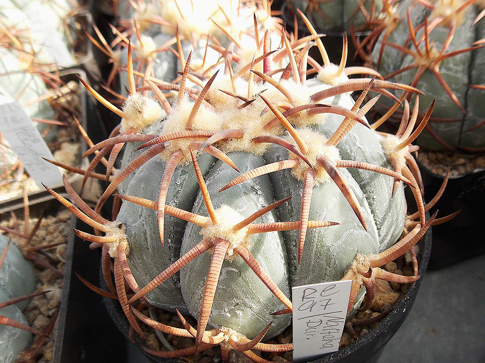 Echinocactus horizonthalonius RC 97 Naitscha, Dur - 10 seeds