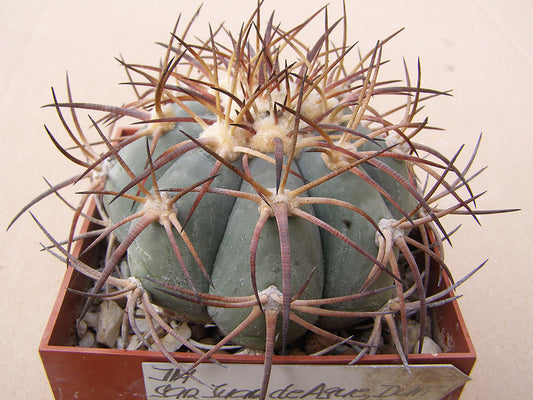 Echinocactus horizonthalonius San Juan de Ague, Dur – 10 seeds