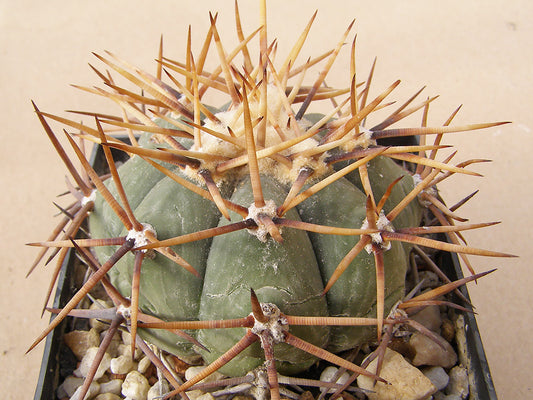 Echinocactus horizonthalonius San Rafael de Galeana, NL – 10 seeds