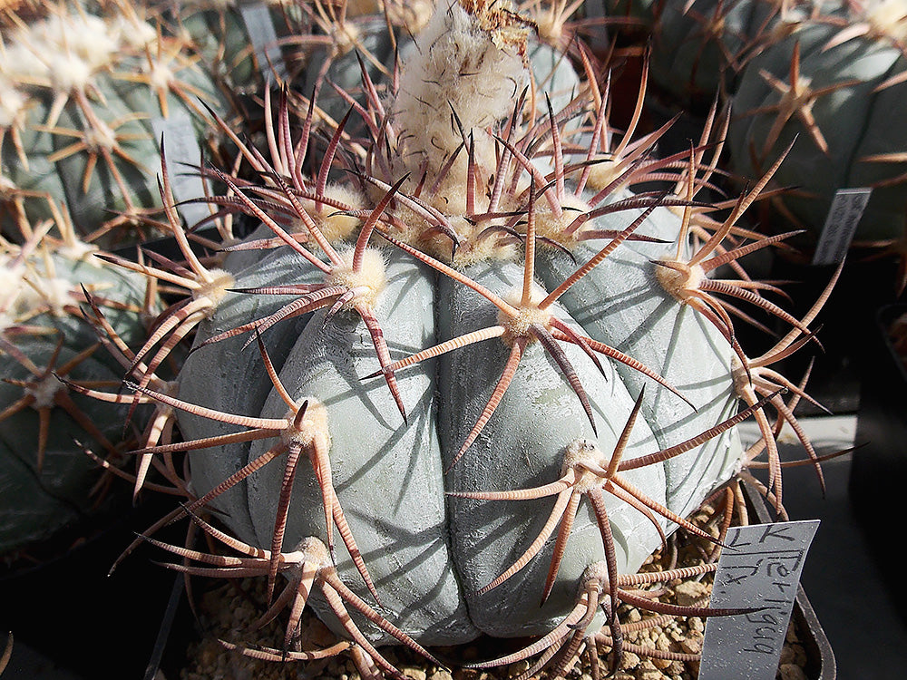Echinocactus horizonthalonius Terlingua, Tx - 10 seeds