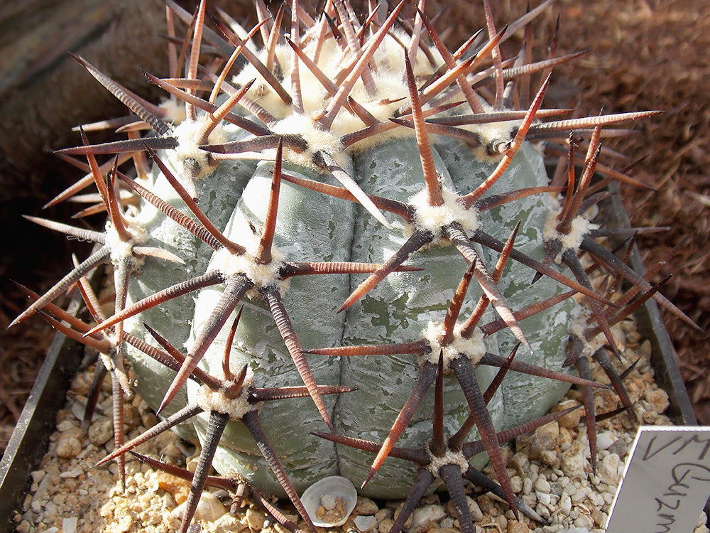 Echinocactus horizonthalonius VM 896 Guzman, Coah - 10 seeds