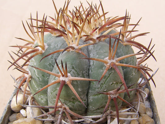 Echinocactus horizonthalonius VZD 1019 Cuitlahuac, Zac  – 10 seeds