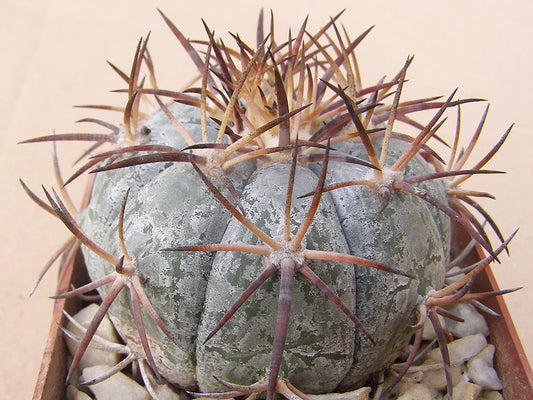 Echinocactus horizonthalonius VZD 1020 Chichimeguillas, Zac – 10 seeds