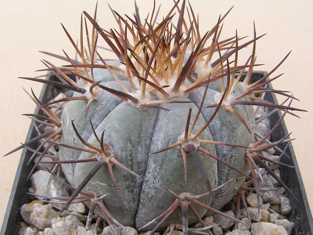 Echinocactus horizonthalonius VZD 1033 Benito Juarez, Coah - 10 seeds