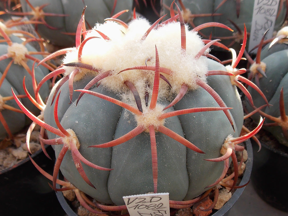 Echinocactus horizonthalonius VZD 1082 Farmacia, Dur - 10 seeds