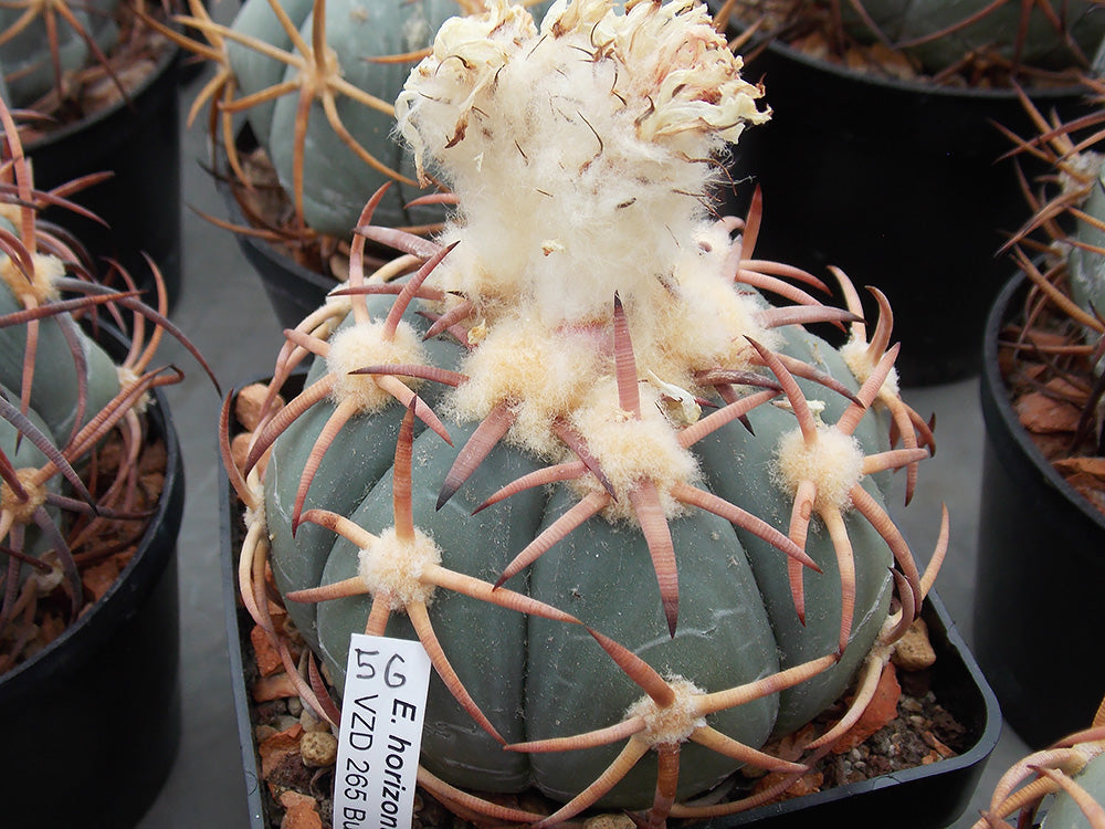 Echinocactus horizonthalonius VZD 265 Buenos Aires, Dur - 10 seeds