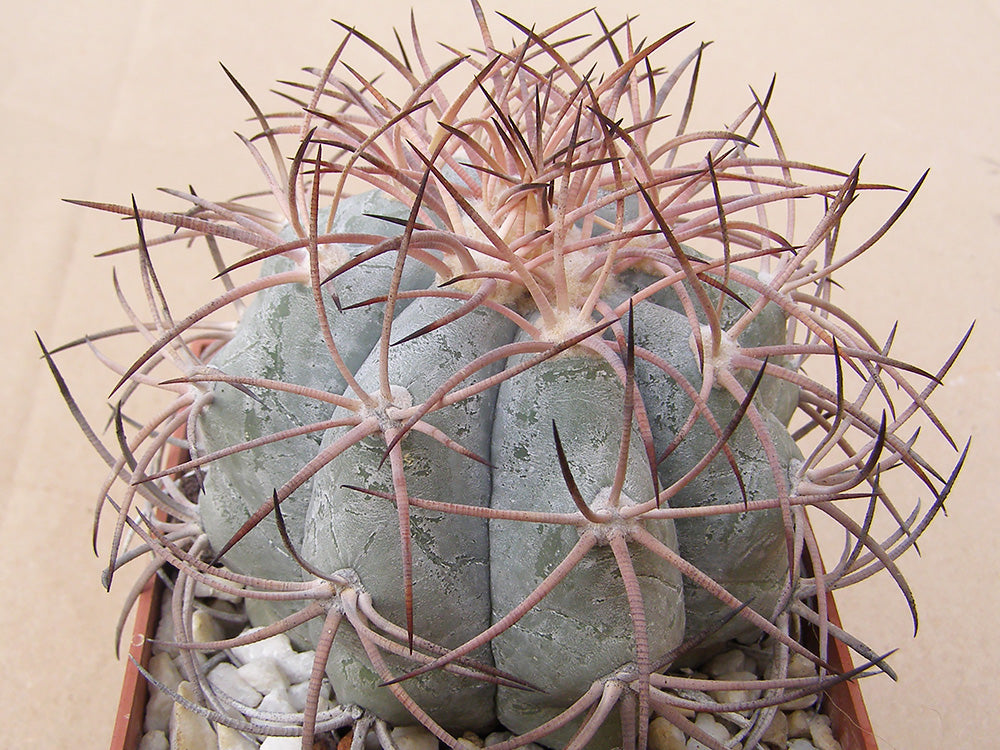 Echinocactus horizonthalonius VZD 271 San Juan del Astillero, Coah – 10 seeds