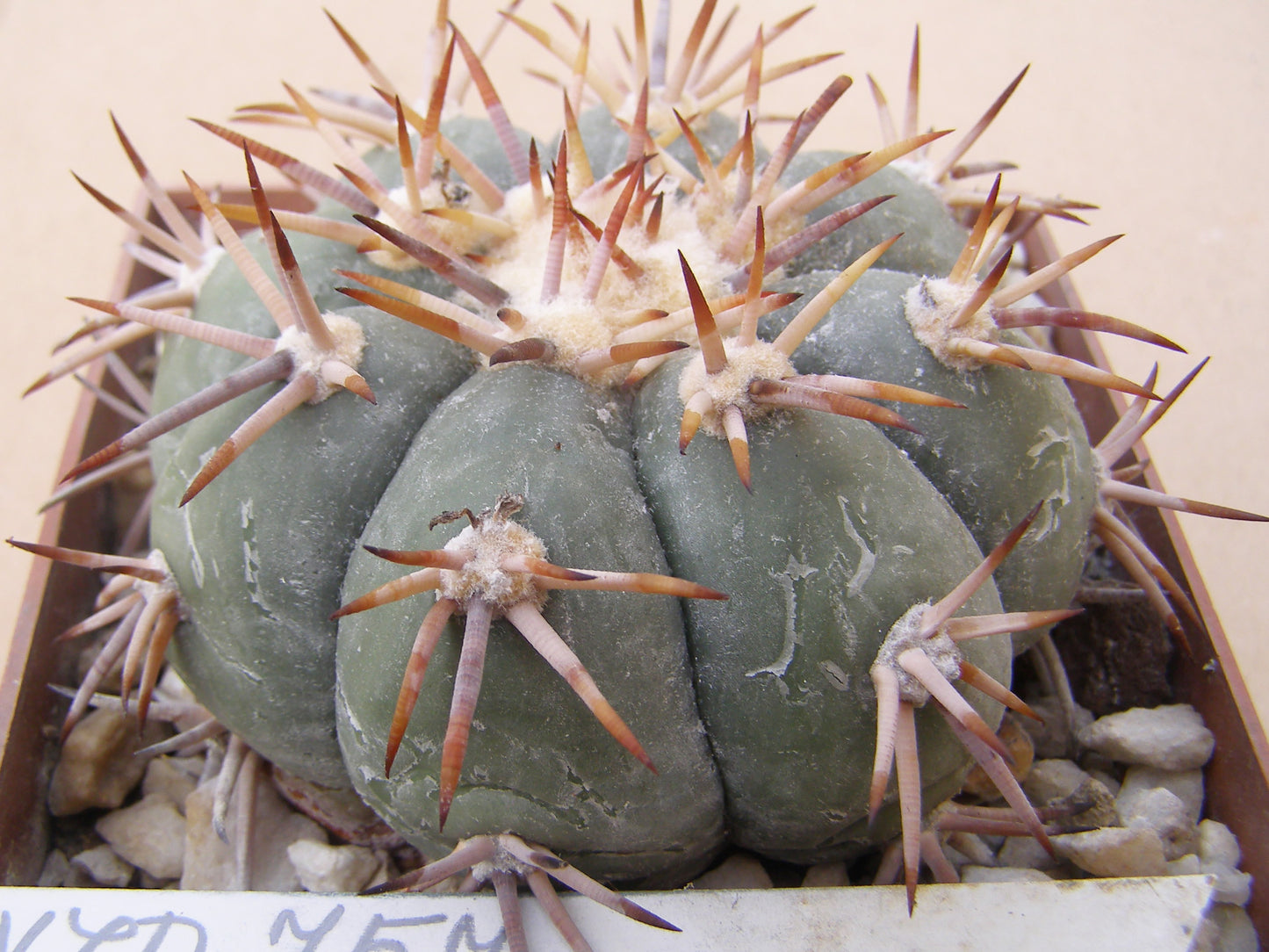 Echinocactus horizonthalonius VZD 757 Tecomate, SLP  – 10 seeds