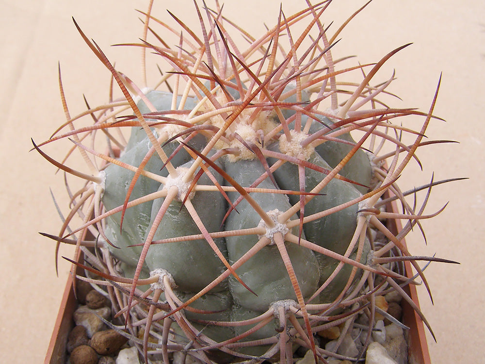 Echinocactus horizonthalonius VZD 840 Las Morenas, Coah – 10 seeds