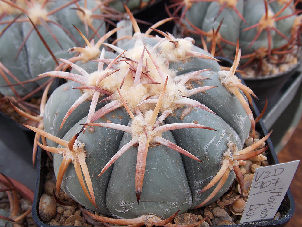 Echinocactus horizonthalonius VZD 907 Mojitomé, Dur - 10 seeds