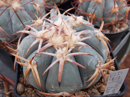 Echinocactus horizonthalonius VZD 907 Mojitomé, Dur - 10 seeds