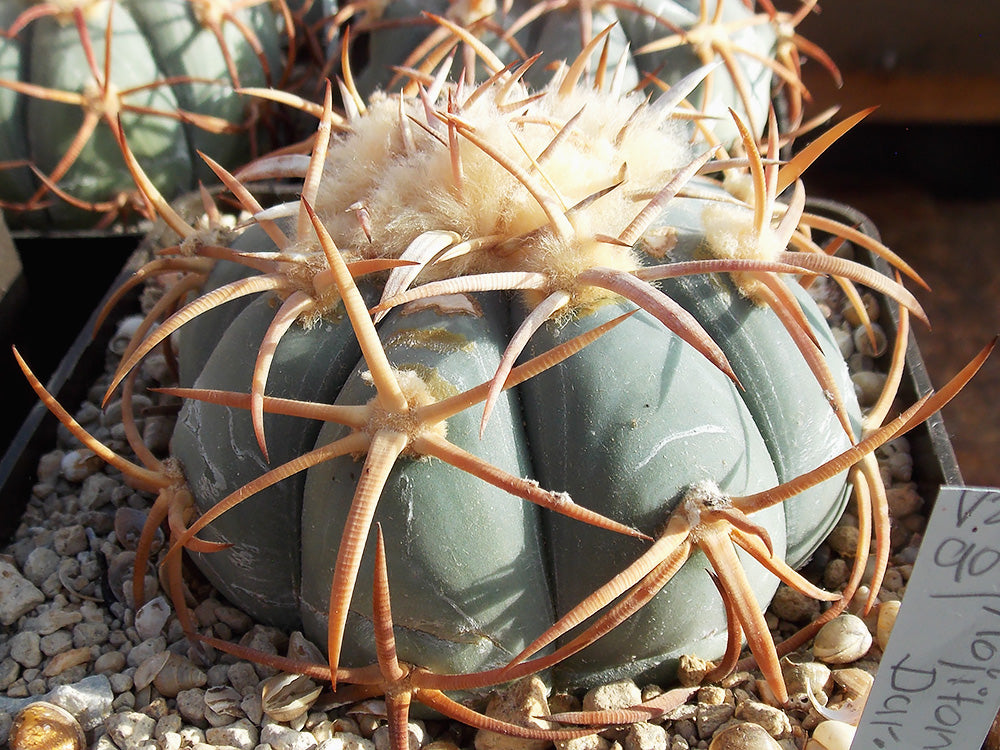 Echinocactus horizonthalonius VZD 907 Mojitomé, Dur - 10 seeds