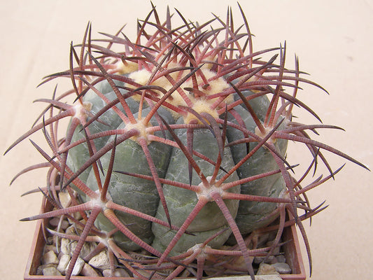 Echinocactus horizonthalonius VZD 912 Rancho Diana, Coah – 10 seeds