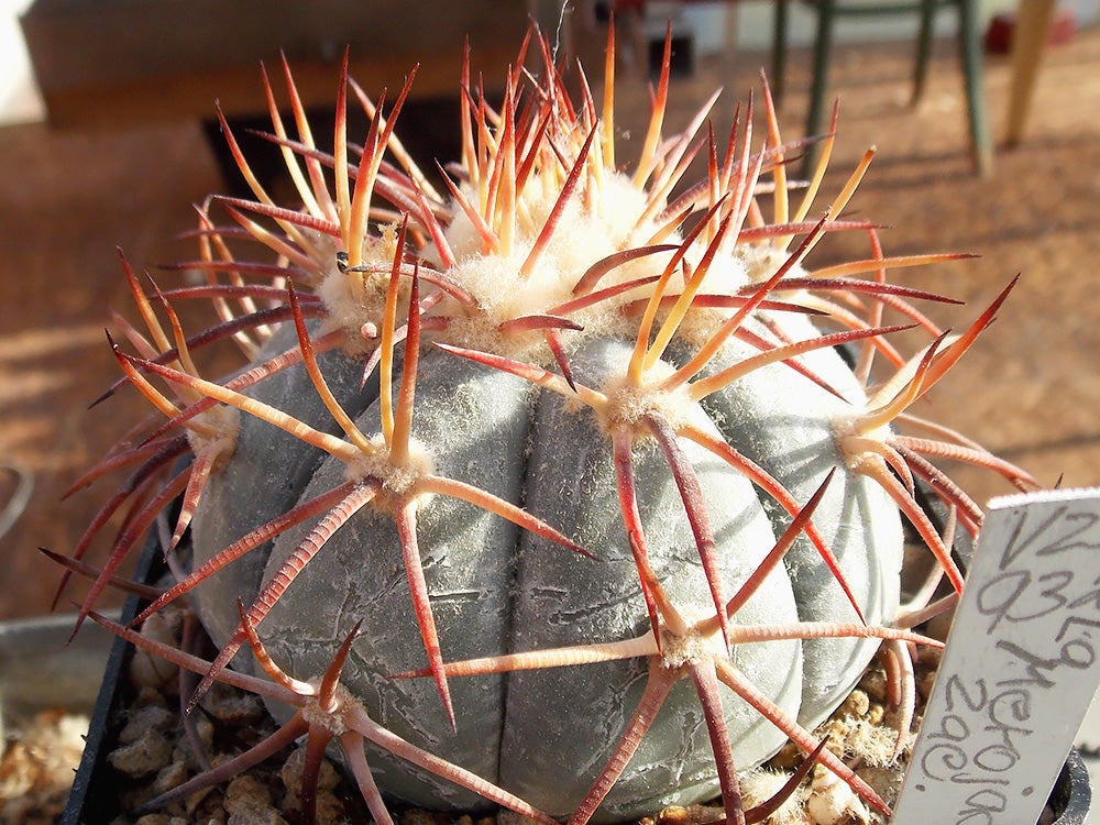 Echinocactus horizonthalonius VZD 923