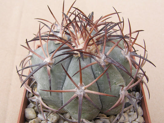 Echinocactus horizonthalonius VZD 924 Providencia, Coah – 10 seeds