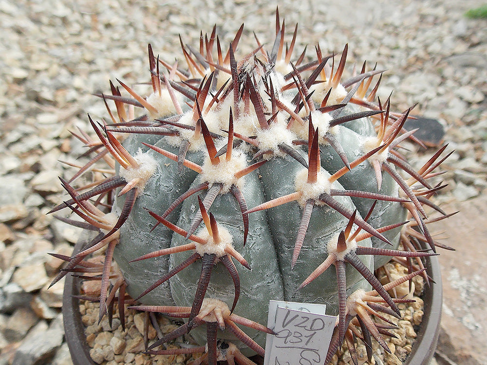 Echinocactus horizonthalonius VZD 931 Caopas, Zac