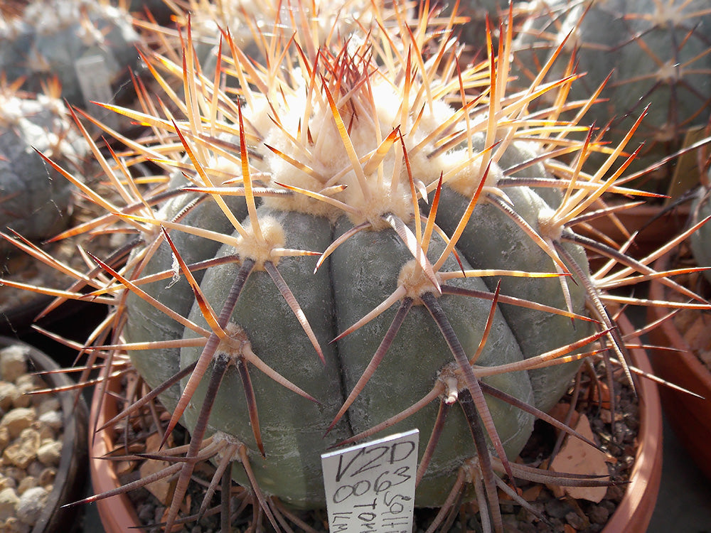 Echinocactus horizonthalonius VZD 63 Saltillo - Torreón, km 134, Coah - 10 seeds