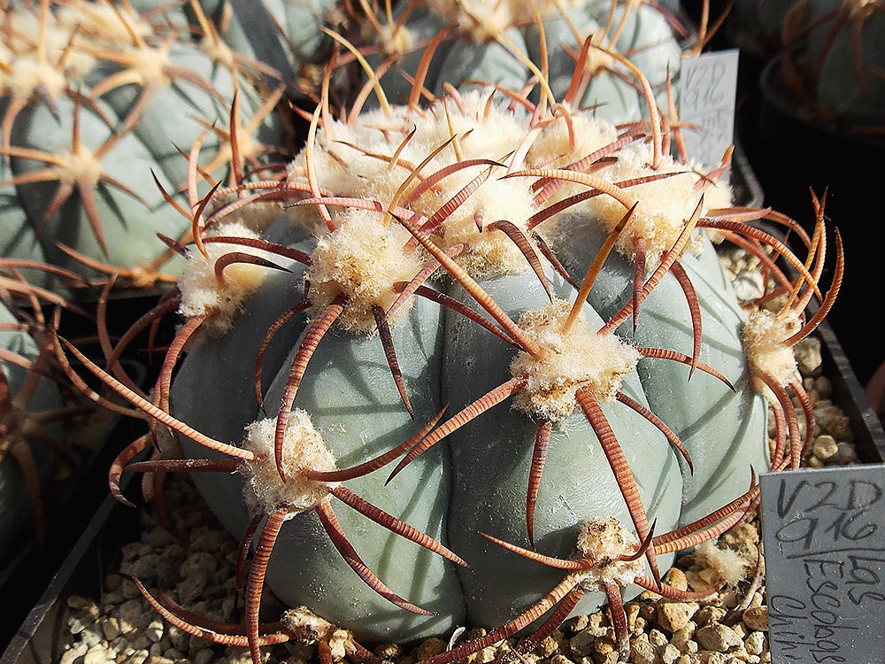 Echinocactus horizonthalonius VZD 916 Las Escobas, Chih - 10 seeds