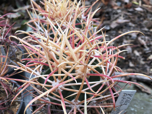 Echinocactus parryi Villa Ahumada, Chih - 10 seeds