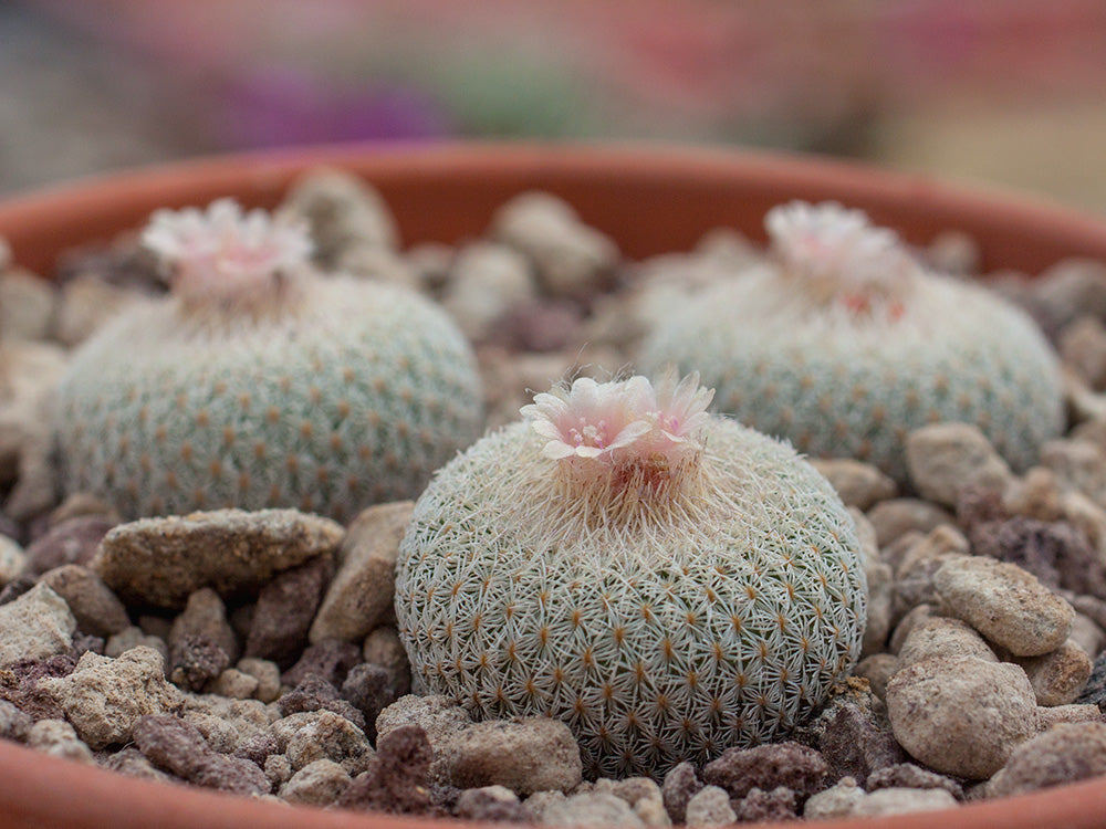 Epithelantha micromeris SB 1327 Belen, NM - 10 seeds