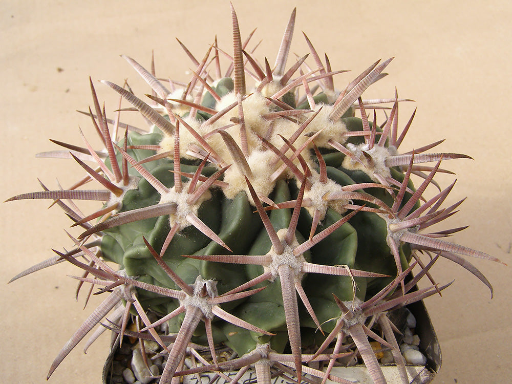 Echinocactus texensis DJF 891.36 Yoakum Co., Tx – 10 seeds