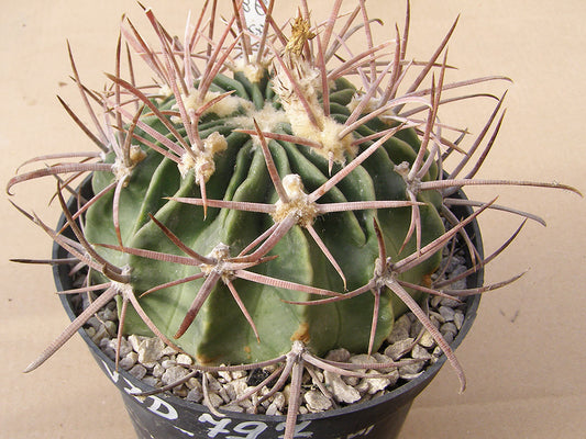 Echinocactus texensis VZD 797 Emiliano Zapata, Coah - 10 seeds