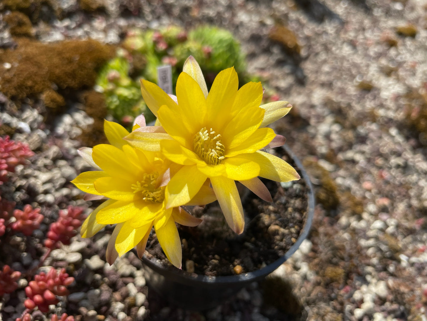 Chamaecereus hybr. Hajek 23.004