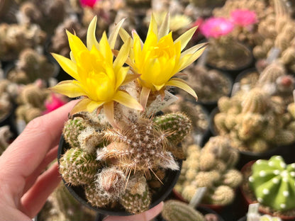 Chamaecereus hybr. Hajek 23.007