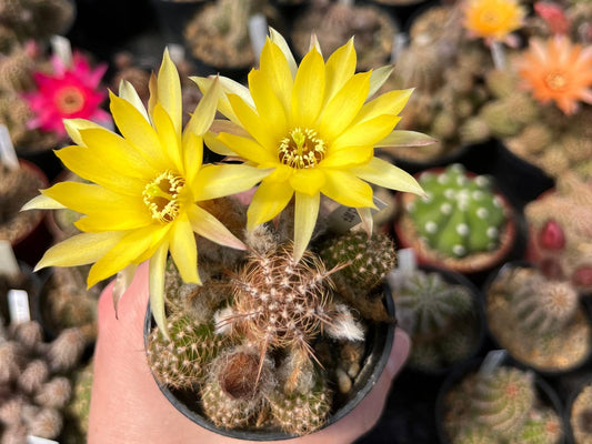 Chamaecereus hybr. Hajek 23.007