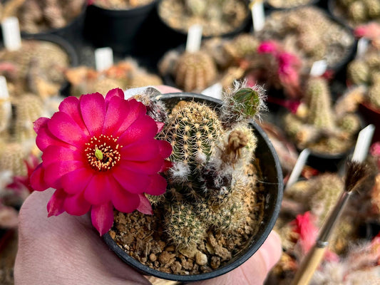 Chamaecereus hybr. Hajek 23.017