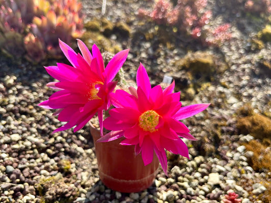 Chamaecereus hybr. Hajek 23.019