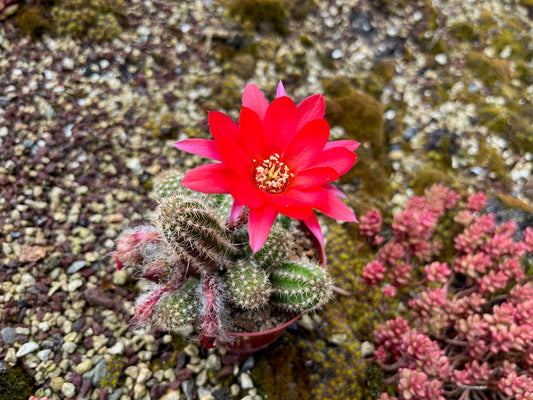 Chamaecereus hybr. Hajek 23.033