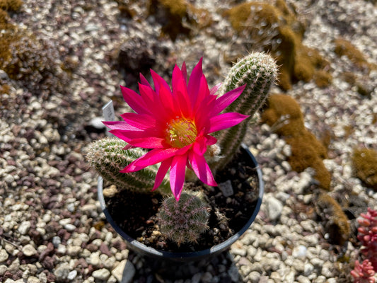 Chamaecereus hybr. Hajek 23.038