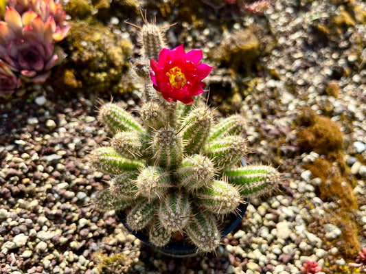 Chamaecereus hybr. Hajek 23.039