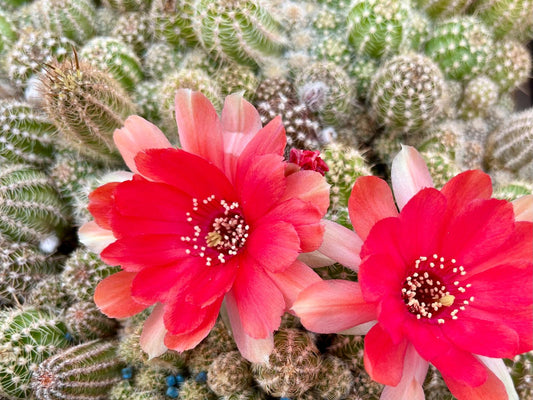 Chamaecereus hybr. Hajek 24.001