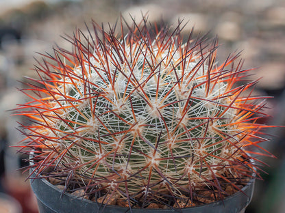Pediocactus simpsonii ssp. robustior FH 115 Humboldt River, Nv - 10 seeds