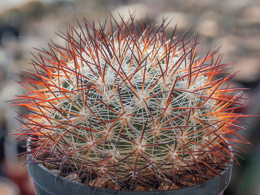 Pediocactus simpsonii ssp. robustior FH 115 Humboldt River, Nv - 10 seeds