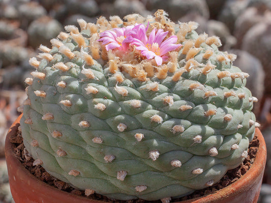 Lophophora fricii San Pedro, Coah