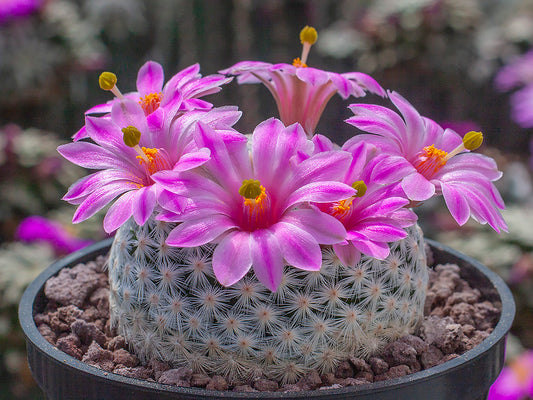 Mammillaria herrerae MZ 572 Sierra del Doctor, Que - 10 seeds