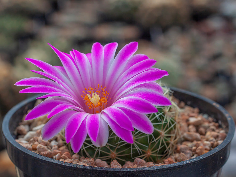 Mammillaria napina HR 164 Cañada de Morelos, Pue - 10 seeds