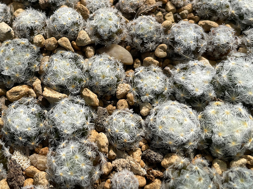 Mammillaria schiedeana var. plumosa Las Adjuntas, Gto