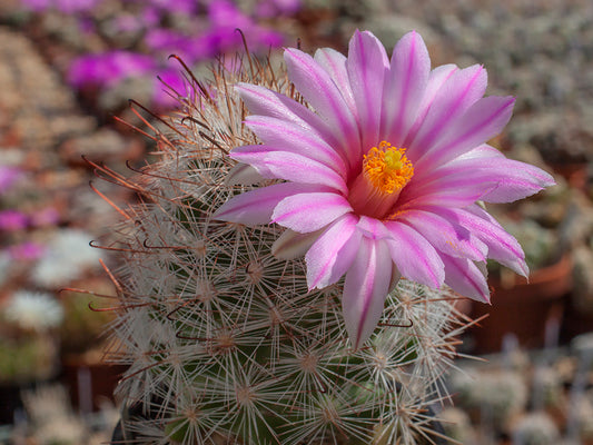 Mammillaria tetrancistra Bucksin Mts. State Park, La Paz Co., Az - 10 seeds