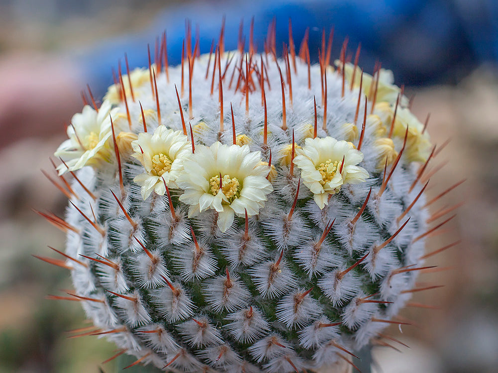 Mammillaria perezdelarosae ssp. andersoniana f. longispina GCG 12621 Santa Barbara, Gto